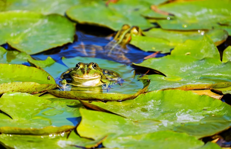 a frog sitting on top of a leaf covered pond, shutterstock, pond with frogs and lilypads, high res photo, wildlife photo, 3 4 5 3 1