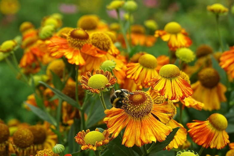 a bee sitting on top of a yellow flower, by Juergen von Huendeberg, dark oranges reds and yellows, flowerbeds, beautiful flower, cone