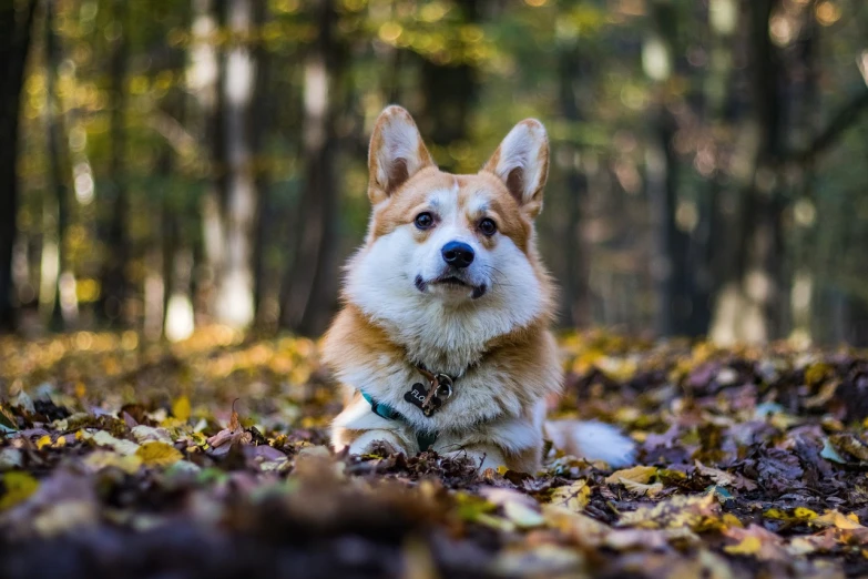 a dog that is laying down in the leaves, a portrait, by Emma Andijewska, shutterstock, corgi cosmonaut, enjoying a stroll in the forest, 2 4 mm iso 8 0 0 color, blond furr