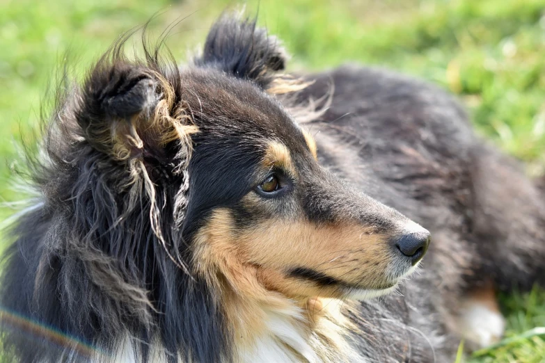 a close up of a dog laying in the grass, a portrait, hair fluttering in the wind, closeup photo, beautiful dog head, profile close-up view