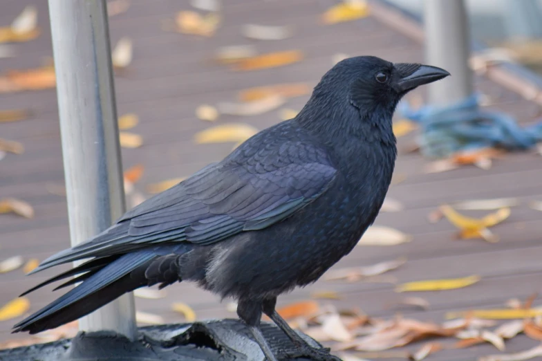 a black bird sitting on top of a tire, inspired by Gonzalo Endara Crow, flickr, renaissance, full body close-up shot, on sidewalk, three quarter profile, raven black hair