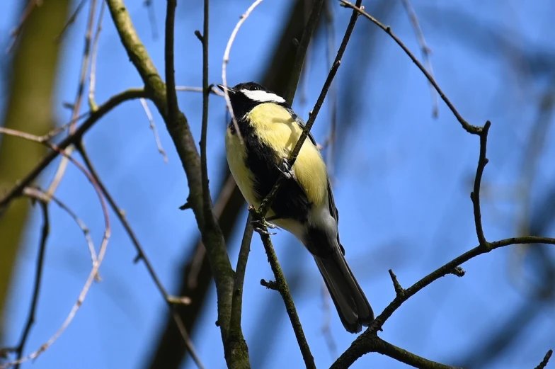 a small bird sitting on top of a tree branch, by Dietmar Damerau, pixabay, hurufiyya, butter, the photo shows a large, mimic, img _ 9 7 5. raw