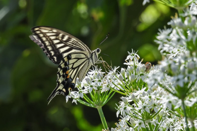 a close up of a butterfly on a flower, by Tom Carapic, pixabay, romanticism, swallowtail butterflies, with a long white, valerian, side view intricate details