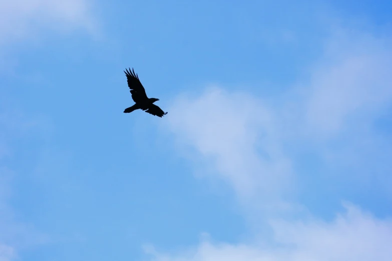 a bird that is flying in the sky, a photo, huginn and muninn flying above, mid shot photo