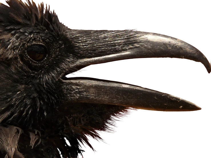 a close up of a bird on a black background, a portrait, by Robert Jacobsen, featured on zbrush central, edgar allan poe as the raven, hyperdetailed photograph, black sclera, scientific photo