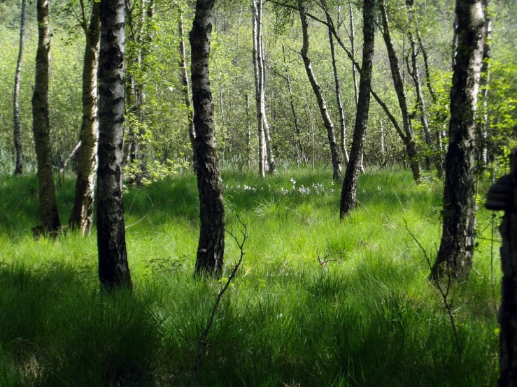 a group of trees that are standing in the grass, by Alfons von Czibulka, flickr, hurufiyya, birch forest clearing, grass and weeds”, glowing green, alaska