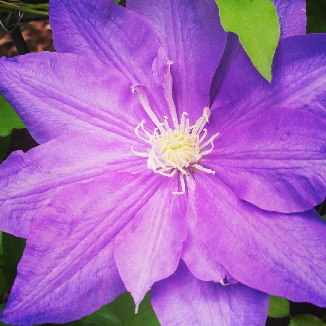 a close up of a purple flower with green leaves, arabesque, clematis like stars in the sky, 🦩🪐🐞👩🏻🦳, vibrant but dreary blue, high angle close up shot