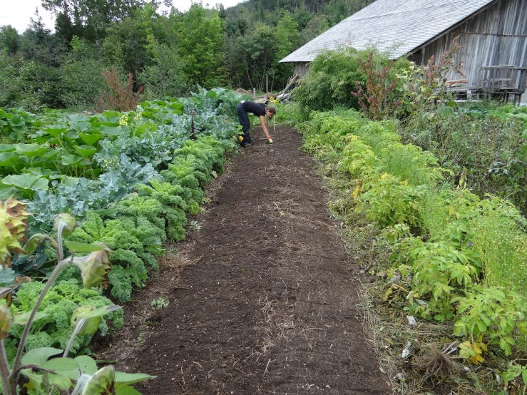 a man that is standing in the dirt, she is the center of the garden, rows of lush crops, bending down slightly, large white border