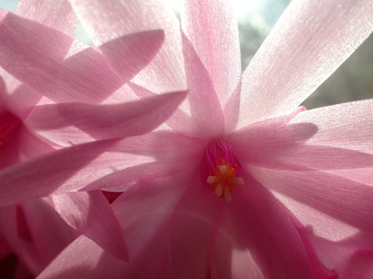 a close up of a pink flower in a vase, a macro photograph, by Rhea Carmi, flickr, winter sun, view from below, anemones, nostlagia