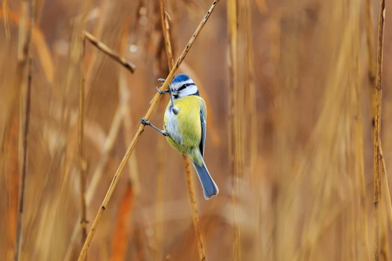 a small blue and yellow bird perched on a branch, by Paul Bird, shutterstock, reeds, in the middle of a field, various posed, outdoor fine photography