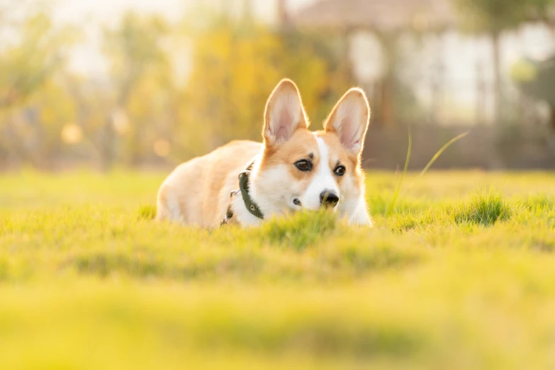 a brown and white dog laying on top of a lush green field, a stock photo, by Bernardino Mei, shutterstock, cute corgi, sunny amber morning light, portrait mode photo, tank