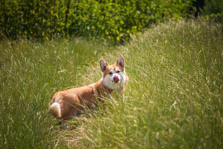 a dog that is laying down in the grass, a portrait, by Jan Rustem, flickr, corgis in no man's sky, hot summer day, hillside, color ( sony a 7 r iv