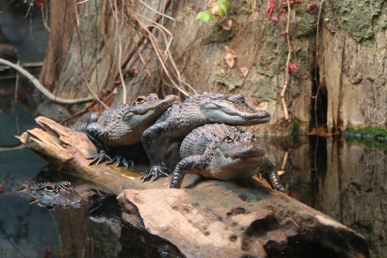 two alligators sitting on a log in the water, a portrait, group photo, portait photo