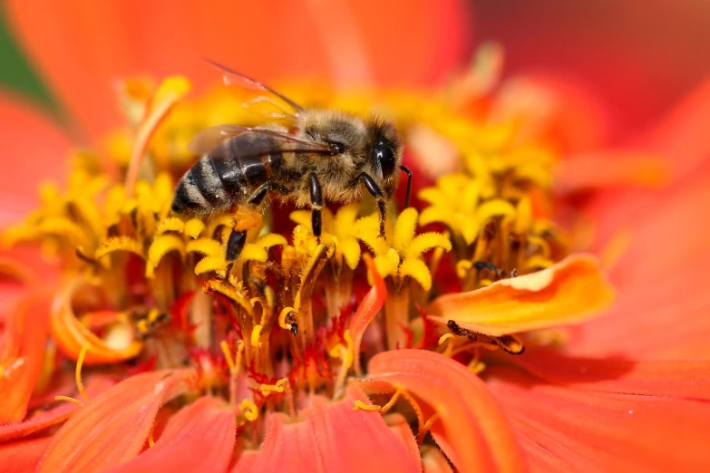 a close up of a bee on a flower, a macro photograph, by Abraham van Beijeren, shutterstock, red-yellow colors, stock photo