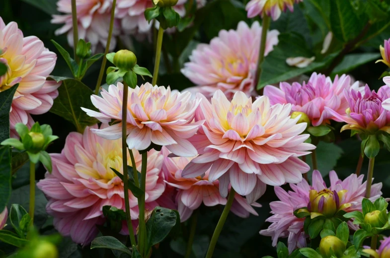 a bunch of pink and yellow flowers in a garden, a picture, by Nancy Carline, dahlias, beautiful lines, in shades of peach, beautiful flower