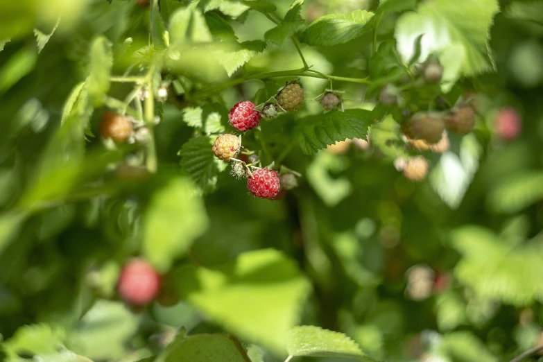 a close up of a bunch of berries on a tree, romanticism, raspberry, 7 0 mm photo