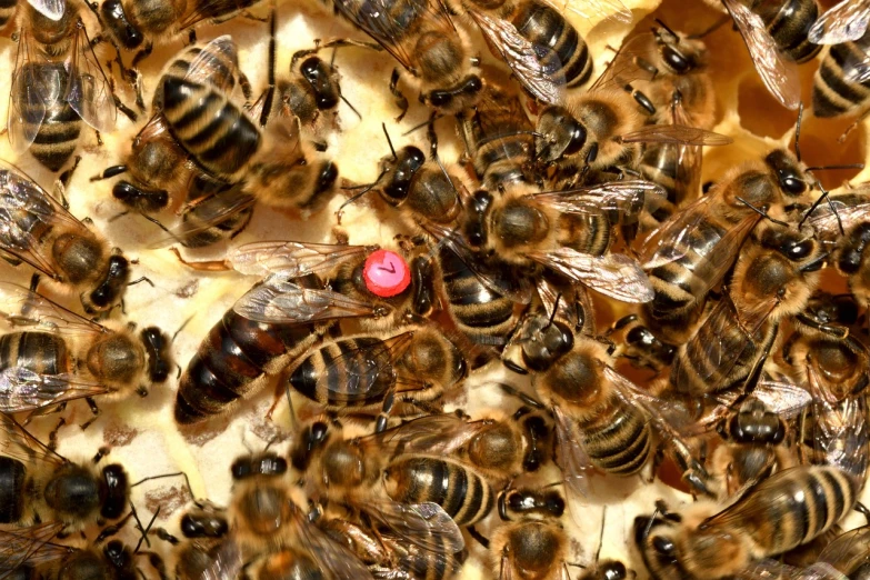 a bunch of bees laying on top of each other, renaissance, queen jezebel, her belly button is exposed, shot on leica, 8 h