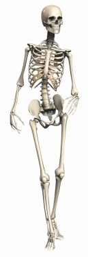 an image of a skeleton on a white background, an illustration of, by Muirhead Bone, pixabay, massurrealism, hips, medical image, 2717433015, articulated joints