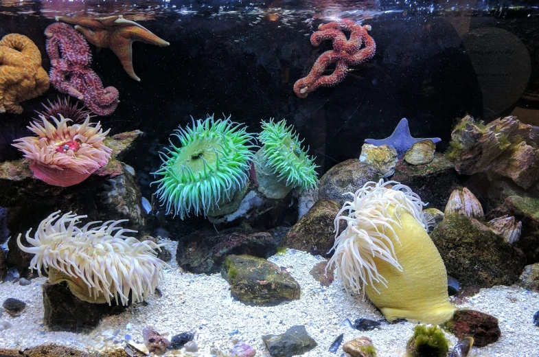 a fish tank filled with lots of different types of sea anemons, a photo, romanticism, anemone, closeup photo