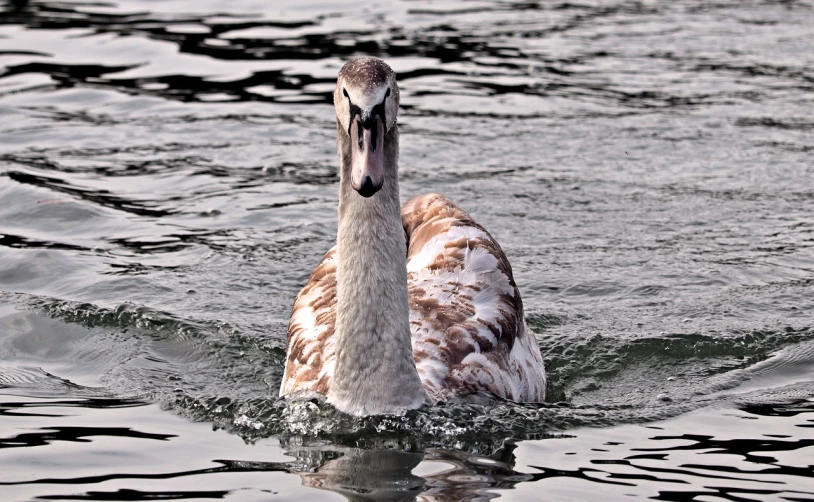 a close up of a duck in a body of water, flickr, happening, swans, immature, shot on sony alpha dslr-a300, backlit!!