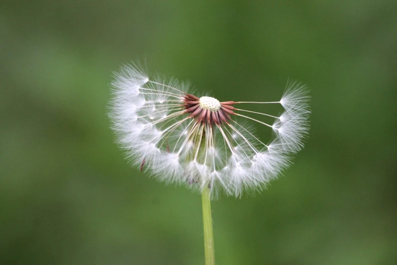 a close up of a dandelion with a blurry background, flickr, a bald, beautiful flower, feather, cotton