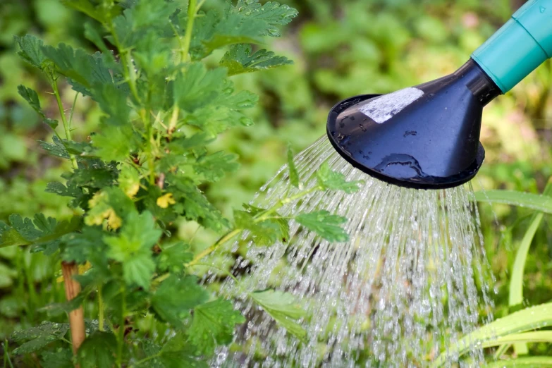 a person is watering a plant with a hose, a photo, by Dietmar Damerau, shutterstock, hurufiyya, herbs hanging, paddle of water, closeup photo, extremely high quality