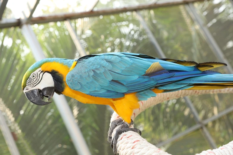 a blue and yellow parrot perched on a rope, shutterstock, picture taken in zoo, mid shot photo