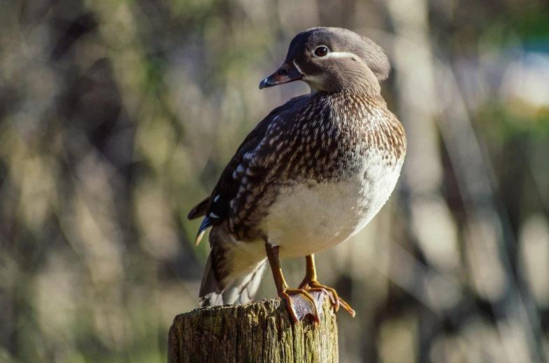 a bird sitting on top of a wooden post, a portrait, by Jacob Duck, shutterstock, detailed duck, 1 female, stock photo