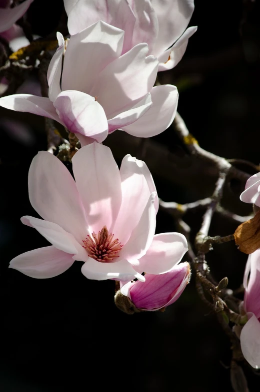 a close up of a flower on a tree, a photo, by Emanuel de Witte, shutterstock, magnolias, great light and shadows”, illinois, stock photo