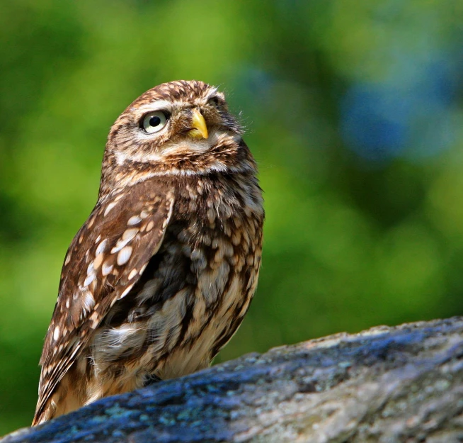 a small owl sitting on top of a rock, a picture, dada, outdoor photo, sitting on a curly branch, frown!, shady look