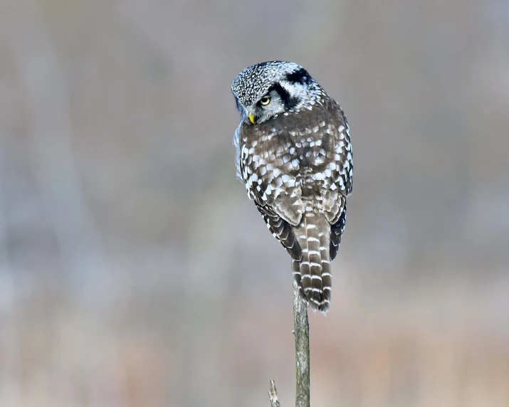 a small owl sitting on top of a tree branch, by Dietmar Damerau, flickr, white with black spots, hong soonsang, a tall, rounded beak