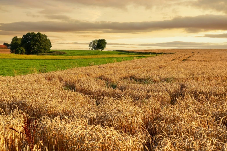 a field of ripe wheat under a cloudy sky, a picture, by Karl Pümpin, shutterstock, next to farm fields and trees, swedish countryside, warm sundown, oak trees and dry grass