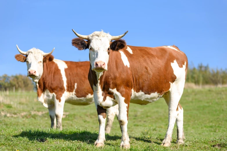 two brown and white cows standing in a field, a portrait, shutterstock, northern france, advanced technology, bright sunny day, 2 0 2 2 photo