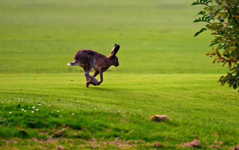 a rabbit running across a lush green field, a picture, by John Atherton, pixabay contest winner, happening, mid action swing, 🦩🪐🐞👩🏻🦳, caught in 4 k, take off