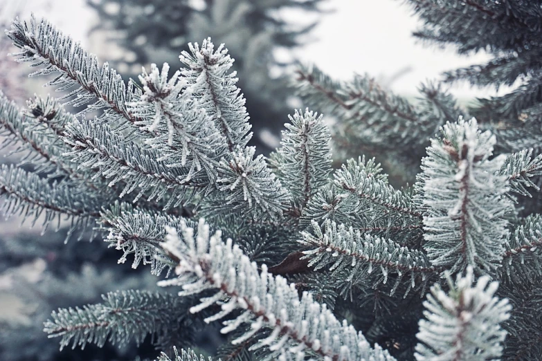 a close up of a pine tree with snow on it, inspired by Arthur Burdett Frost, shutterstock, high key detailed, cozy wallpaper, with soft bushes, frosted glass