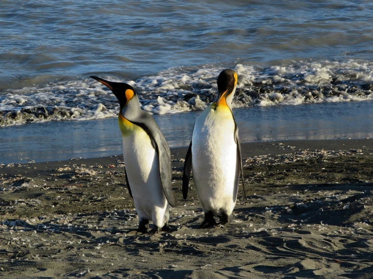 two penguins standing next to each other on a beach, a portrait, flickr, ! low contrast!, 4k -4, ballard, golden