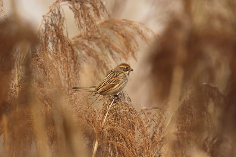 a bird sitting on top of a pile of dry grass, shutterstock, beijing, sigma 85/1.2 portrait, hyperrealistic sparrows, mid 2 0's female