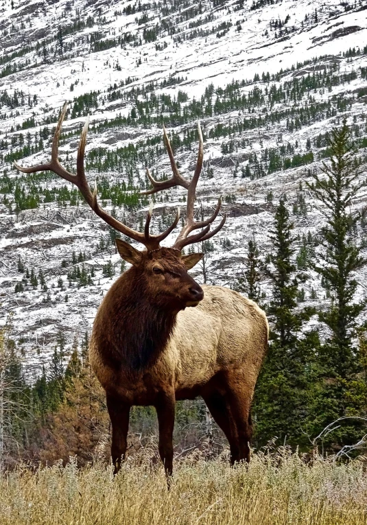 a large elk standing on top of a grass covered field, a portrait, by Roy Newell, pexels contest winner, precisionism, with snow on its peak, looking majestic in forest, that resembles a bull\'s, he is a long boi ”
