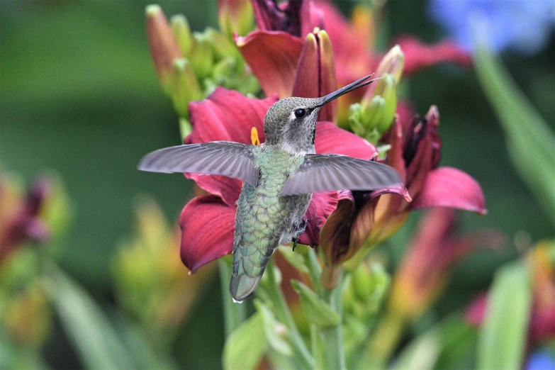 a hummingbird sitting on top of a red flower, by Susan Heidi, rubrum lillies, flying towards the camera, young female, medium closeup shot