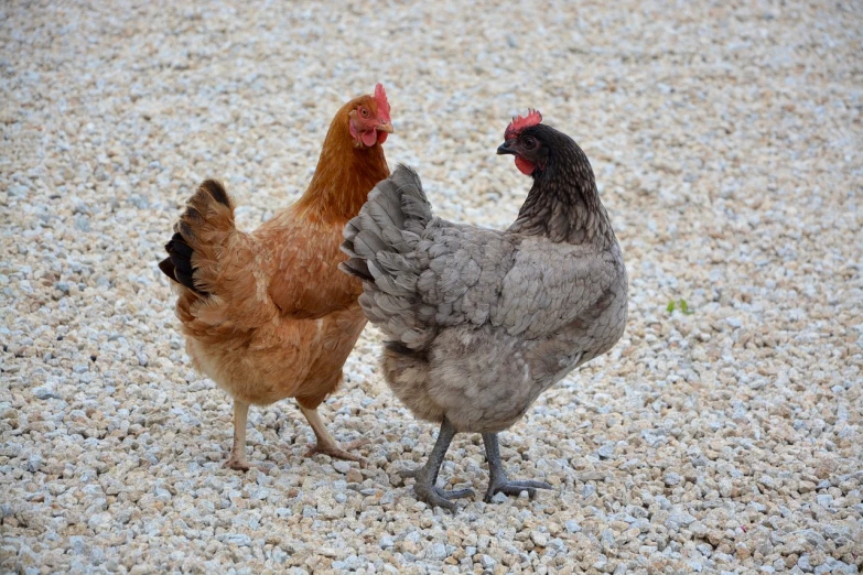 two chickens standing next to each other on a gravel ground, a portrait, feminine looking, high res photo