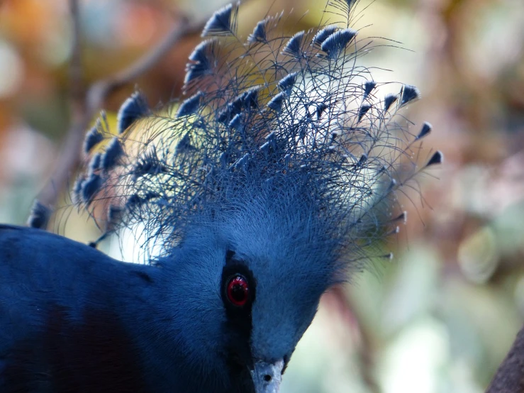 a close up of a bird with feathers on it's head, a portrait, flickr, hurufiyya, many crowns!! upon his head, blue head, rays, pigeon