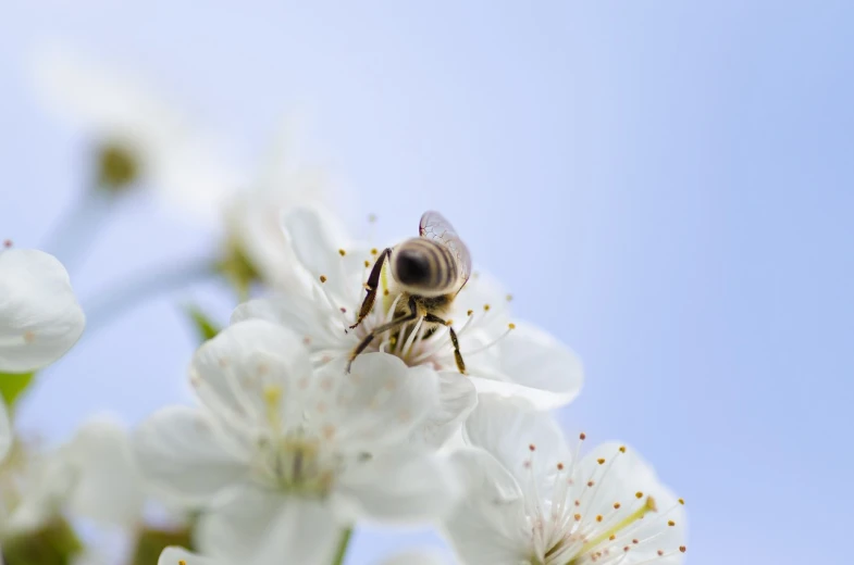 a bee sitting on top of a white flower, by Erwin Bowien, shutterstock, cherry blosom trees, high key detailed, stock photo