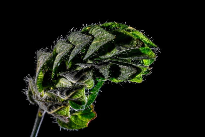 a close up of a flower stem on a black background, a macro photograph, art photography, very large basil leaves, green pupills, miniature product photo, close - up profile