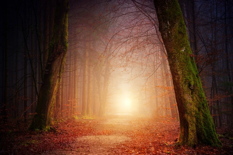 a path in the middle of a forest with a light at the end, a picture, by Eugeniusz Zak, shutterstock, light and space, soft diffuse autumn lights, beautiful iphone wallpaper, god's ways are mysterious, ethereal lighting - h 640