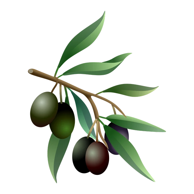 two olives on a branch with leaves, an illustration of, inspired by Masamitsu Ōta, polycount, hurufiyya, black backround. inkscape, animation, full color illustration, cornucopia