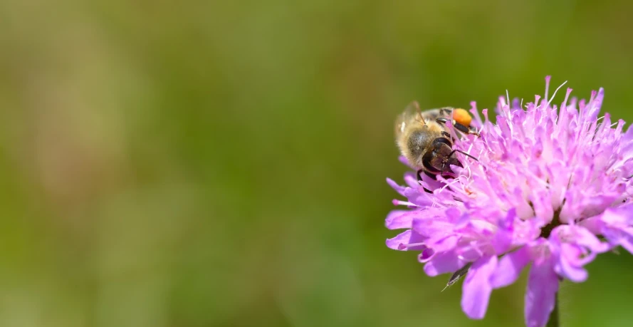 a bee sitting on top of a purple flower, by Erwin Bowien, outdoor photo