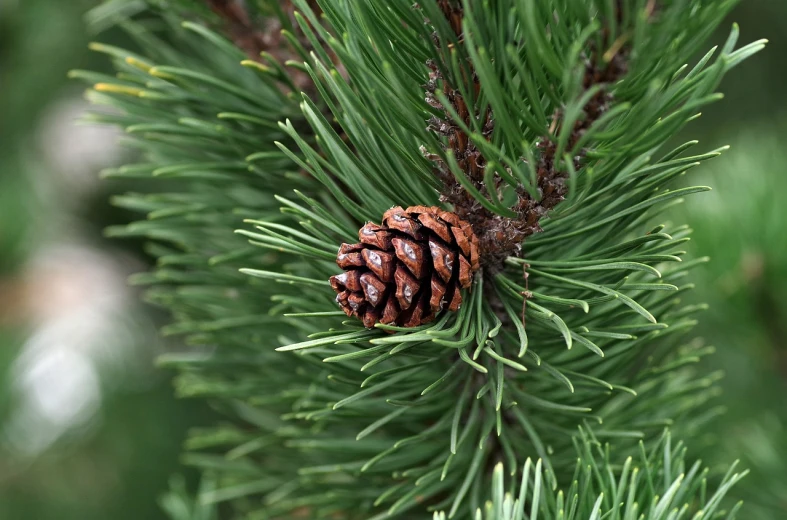a pine cone on a pine tree branch, by David Garner, high definition detail, detailed zoom photo, 4k high res, stock photo