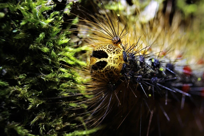 a close up of a cater on a plant, a macro photograph, by Dave Allsop, flickr, hurufiyya, mossy head, the caterpillar, spiky, high contrast!!