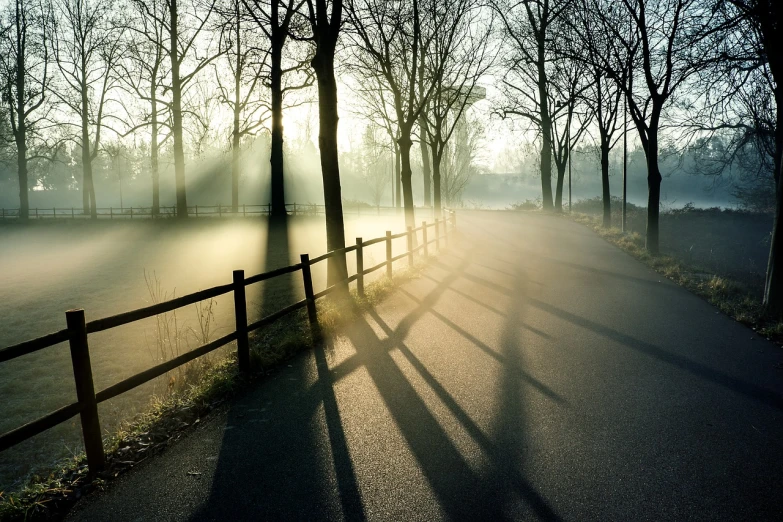 the sun shines through the trees on a foggy day, a picture, by Jacob Esselens, shutterstock, romanticism, long shadow, trees cast shadows on the wall, dutch landscape, city morning