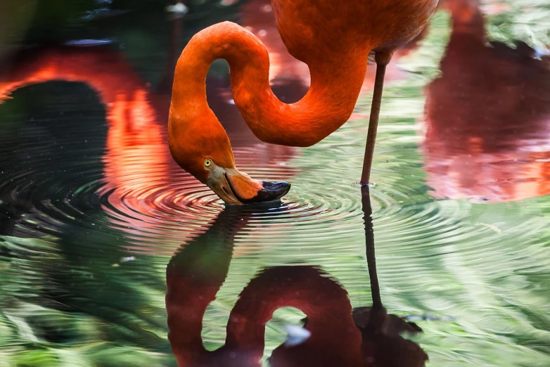 a flamingo standing in the water with its head in the water, arabesque, red reflections, zoo photography, florida, award - winning photo. ”